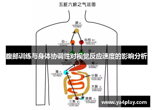 腹部训练与身体协调性对视觉反应速度的影响分析