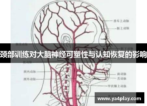 颈部训练对大脑神经可塑性与认知恢复的影响